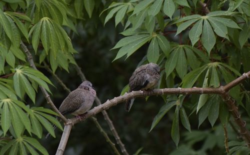 View of birds perching on branch