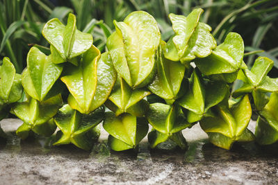 Close-up of green leaves