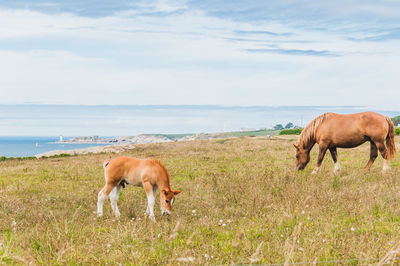 Horses grazing in a field