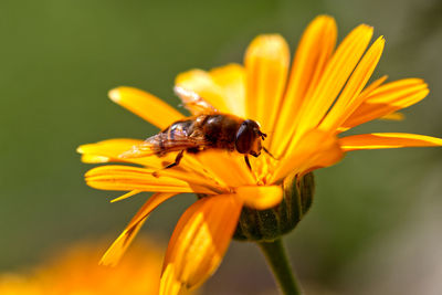 Close-up of honey bee on yellow flower