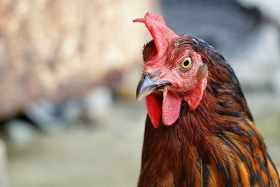 Close-up of rooster