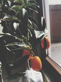 Close-up of orange fruit on plant