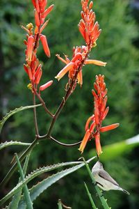 Close-up of red flowering plant