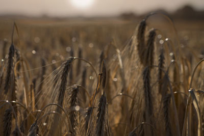 Close-up of stalks in field