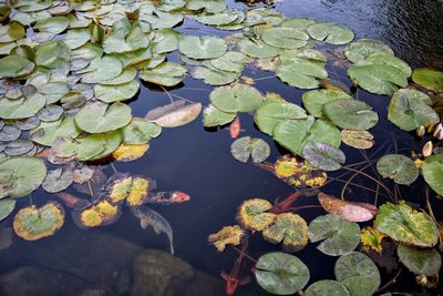 High angle view of water lily in lake