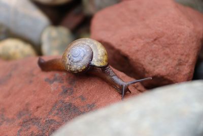 Close-up of snail on rock