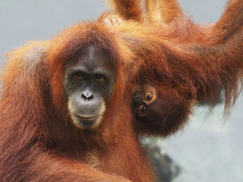 Close-up of orangutans