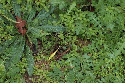 High angle view of wet leaves on field