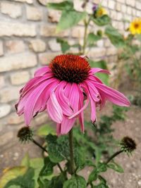 Close-up of pink flower