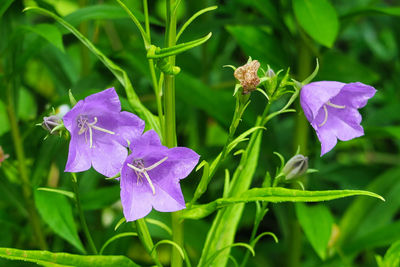 Close-up of purple flowering plant