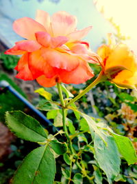 Close-up of pink flowers