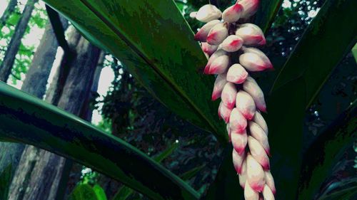 Close-up of flowers growing on tree