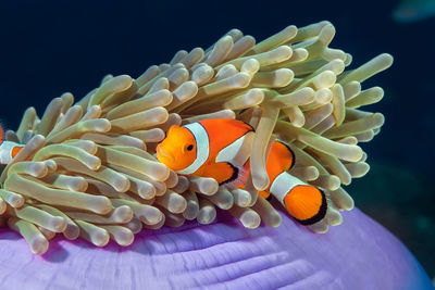 Fish swimming in sea