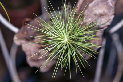 Close-up of dandelion plant