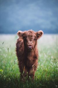 Calf standing on grassy field