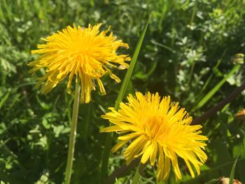 Close-up of yellow flower
