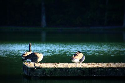 View of birds perching on wood in lake