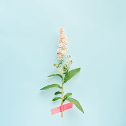 Close-up of plant against blue background