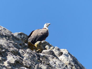 Low angle view of eagle perching on rock