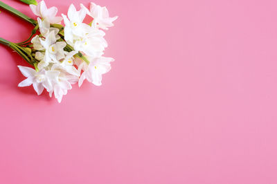 Close-up of pink cherry blossom against white background