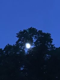 Low angle view of trees against clear blue sky