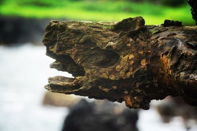 Close-up of lichen on tree trunk