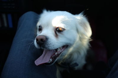 Close-up of a dog