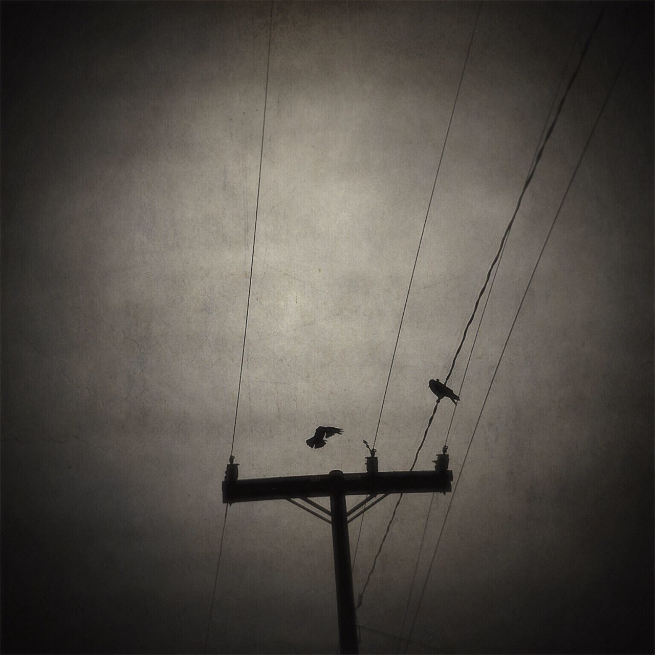 vignette, low angle view, connection, silhouette, cable, day, bird, technology, perching, outdoors, no people, television aerial, animal themes, electricity pylon, architecture, sky, nature