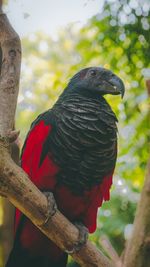 Close-up of parrot perching on wooden post