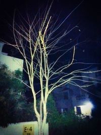 Close-up of bare tree at night