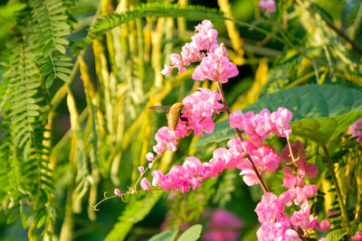 Close-up of pink flowering plant