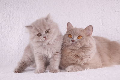 Portrait of cats