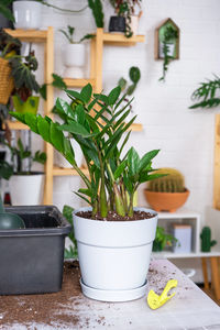 Potted plant on table