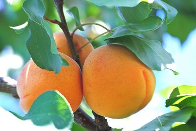 Close-up of fruits growing on tree