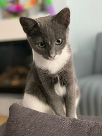 Portrait of cat sitting on floor at home