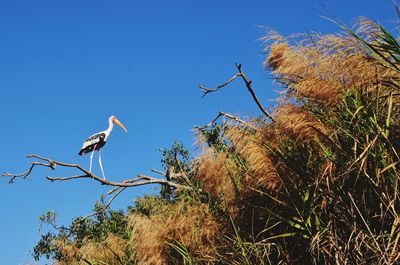 Low angle view of gray heron perching on tree against clear blue sky