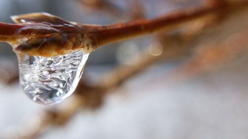 Close-up of water drop on leaf