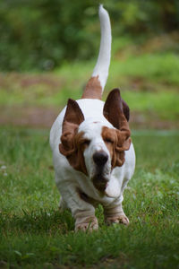 Dog on field