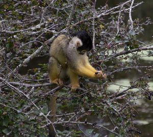 Monkey eating plant in a forest