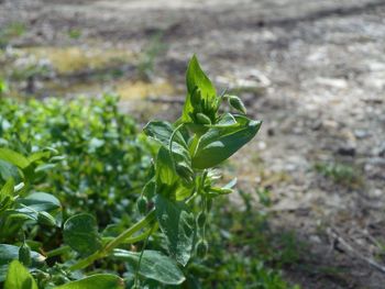 Close-up of fresh green plant