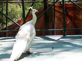 Close-up of bird perching on floor