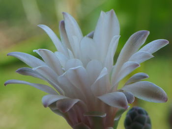 Close-up of white flowering plant