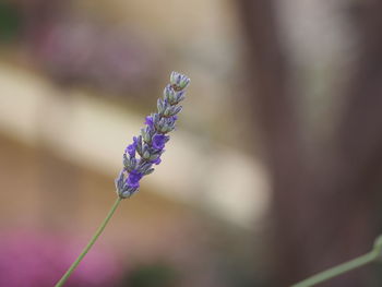 Close-up of purple flowering plant