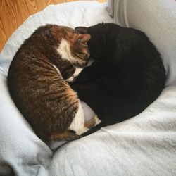 Close-up of cat sleeping on bed