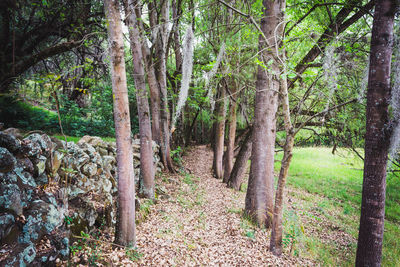 Trees in forest