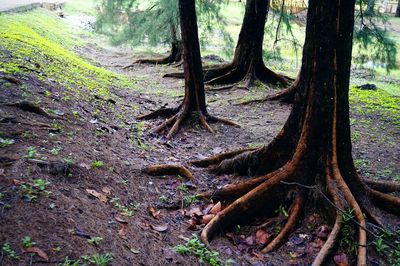 Trees in forest