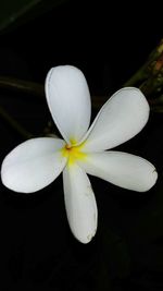 Close-up of white flower against black background