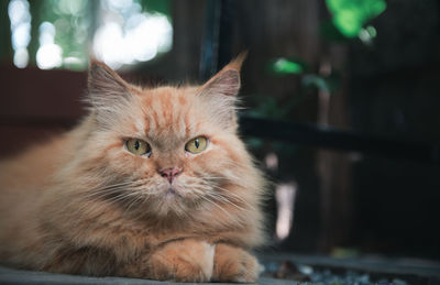 Cute brown persian cat lying on floor outdoor, pet and animal concept