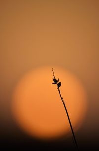 Close up of orange sky