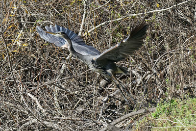 View of birds flying over land
